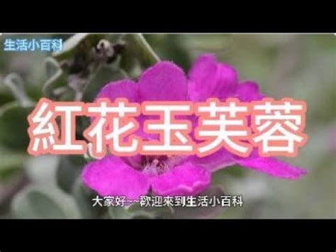 芙蓉 風水|芙蓉種植風水：農曆何日最吉祥？